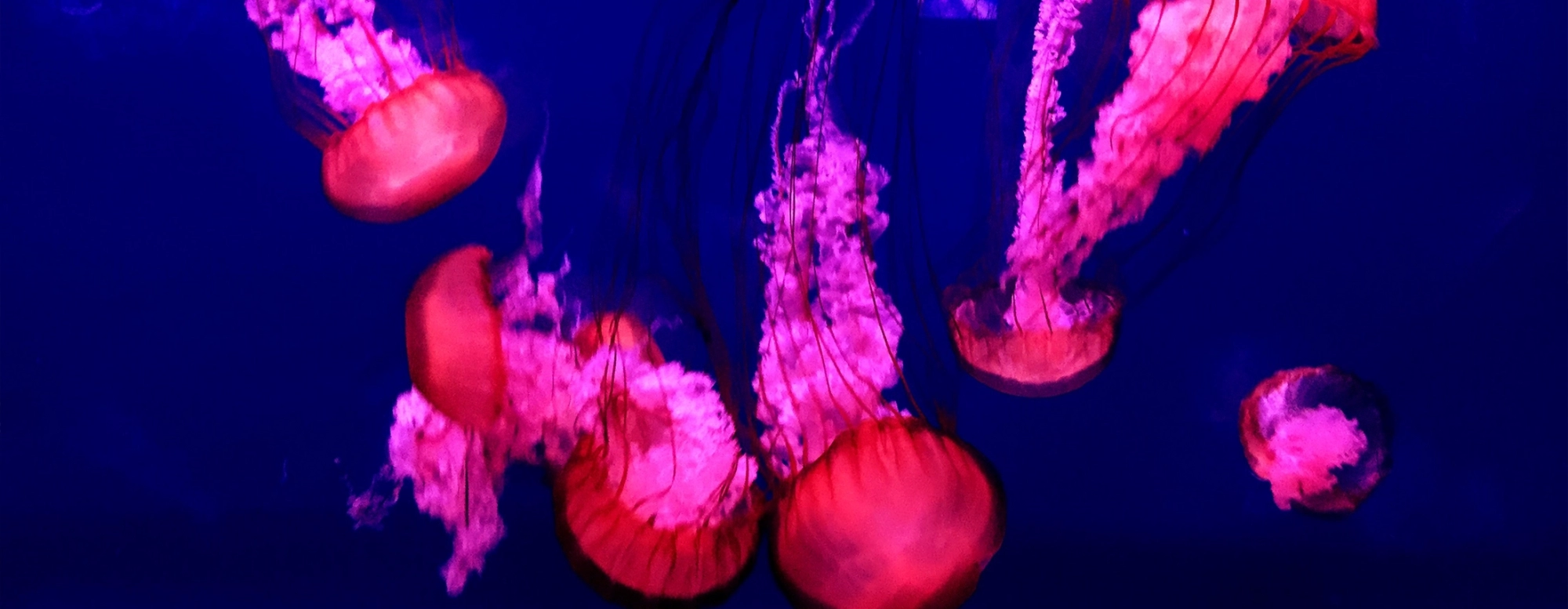 Diaporama